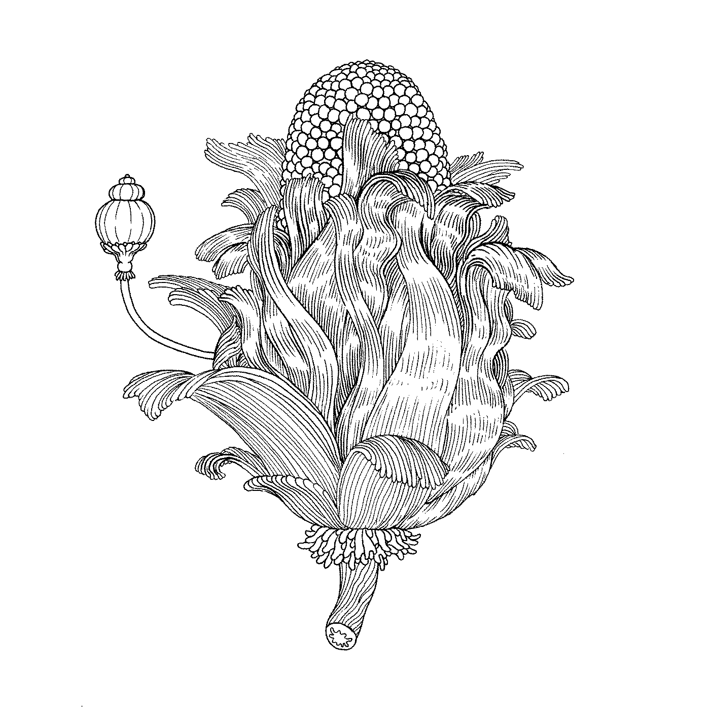 A Walk in Eden: A Coloring Book